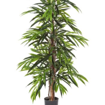 Deluxe longifolia tree