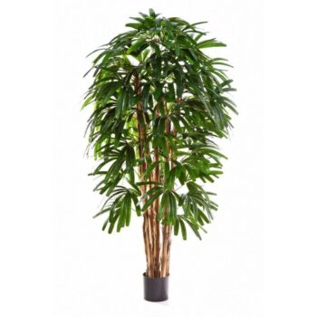 Flame retardant raphis palm tree