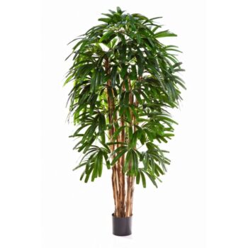 Flame retardant raphis palm tree