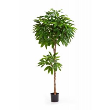 Flame retardant pachira tree