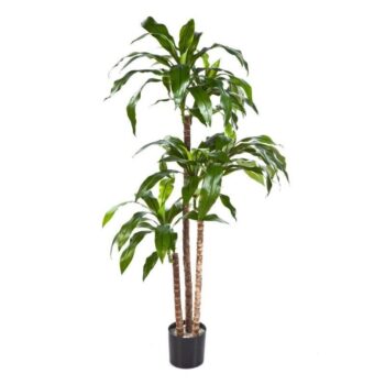 Dracaena fragrans steud