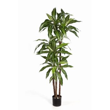 Variegated dracaena fragrans steud