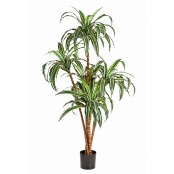Dracaena tree