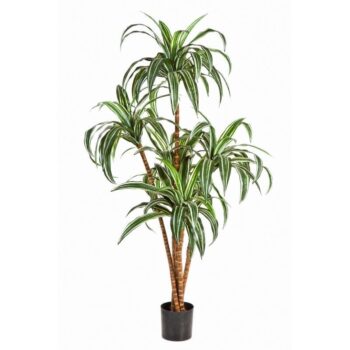Dracaena tree