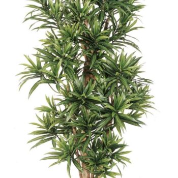 Dracaena reflexa