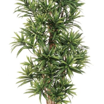 Dracaena reflexa