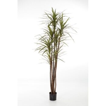 Dracaena magenta x 6