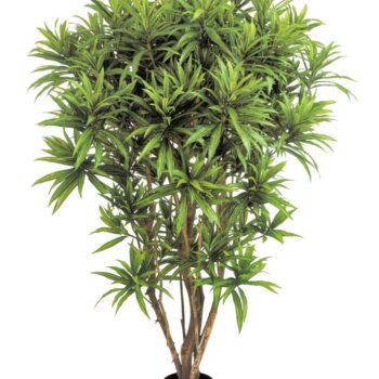 Dracaena reflexa jamaica