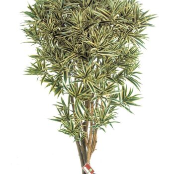 Dracaena reflexa jamaica