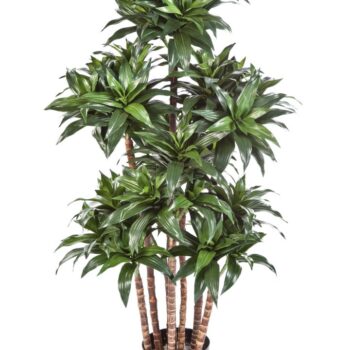 Dracaena fragans compacta
