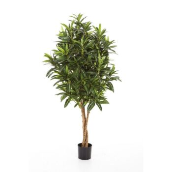 Croton goldfinger tree