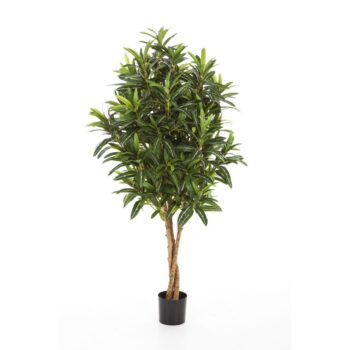 Croton goldfinger tree