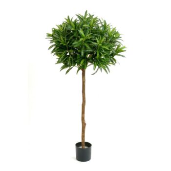 Croton goldfinger ball tree