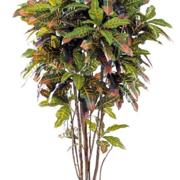 Croton tree
