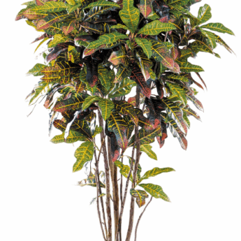 Croton tree