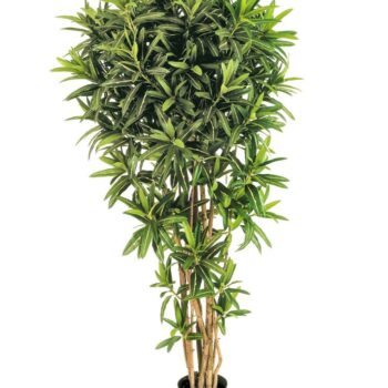 Croton goldfinger reflexa