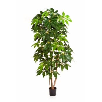 Giant schefflera tree