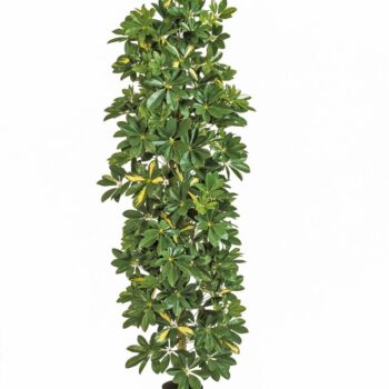 Variegated column schefflera