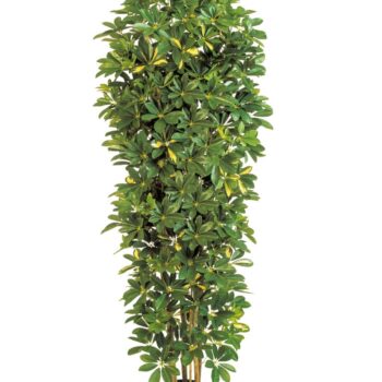 Variegated giant column schefflera