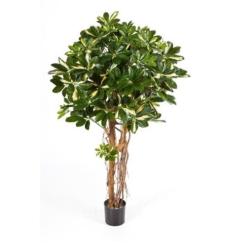 Variegated natural schefflera umbrella