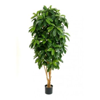 Flame retardant lady schefflera tree