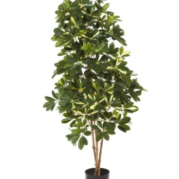 Variegated natural schefflera