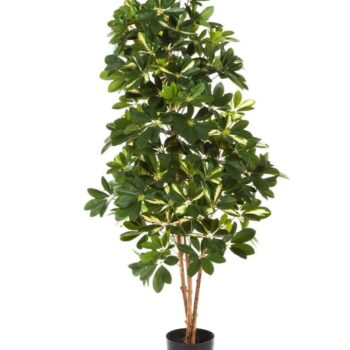 Variegated natural schefflera