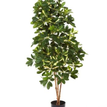 Variegated natural schefflera