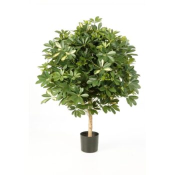 Variegated giant schefflera ball