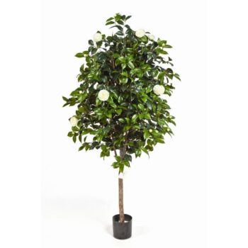 Camelia vine tree
