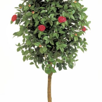Camelia vine tree