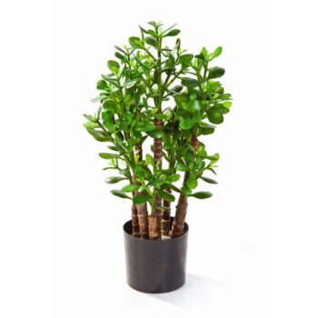 Crassula ovata