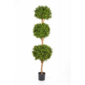 Boxwood triple ball tree