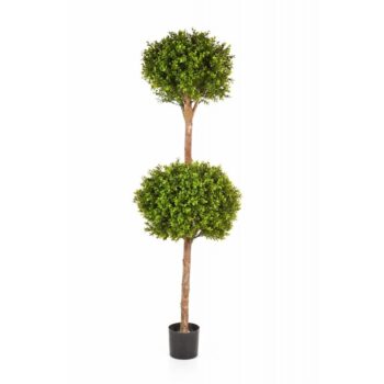 Boxwood double ball tree