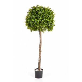 Boxwood ball tree