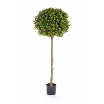 Boxwood ball tree