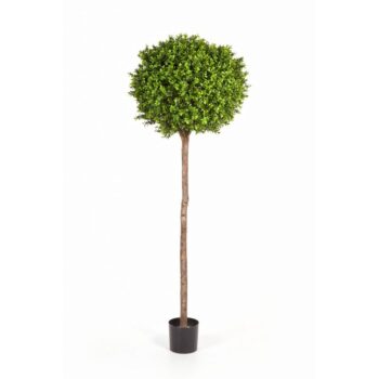 Boxwood ball tree