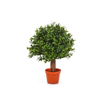Boxwood ball 25 cm