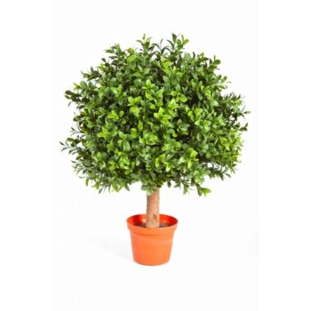 Boxwood  ball 30 cm