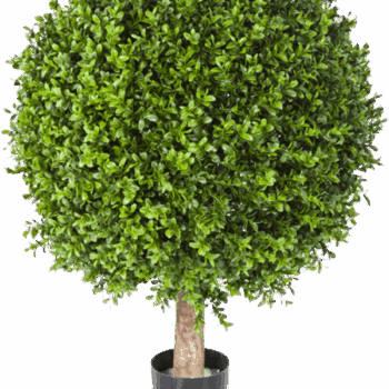 Boxwood ball 40 cm