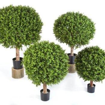 Boxwood ball 50 cm