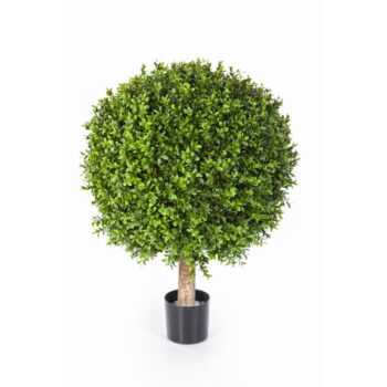 Boxwood ball 60 cm
