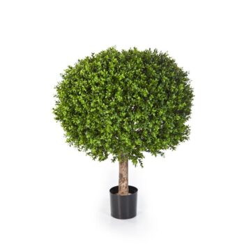 Boxwood ball 70 cm