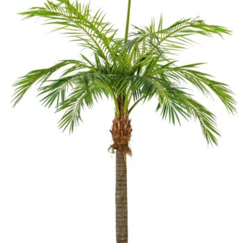 Giant phoenixpalm 420 cm