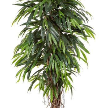 Deluxe longifolia liana