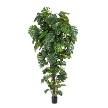 Split philo tropical