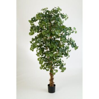 Sweet gingko forest tree