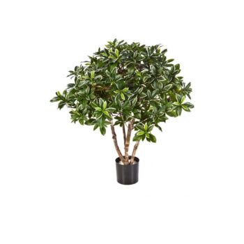 75 cm euonymus japonicus bush