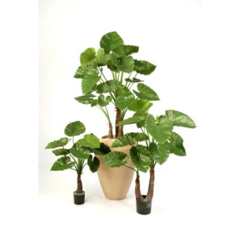 Alocasia calidora x 10