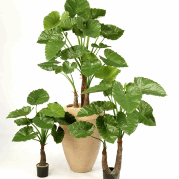 Alocasia calidora x 22